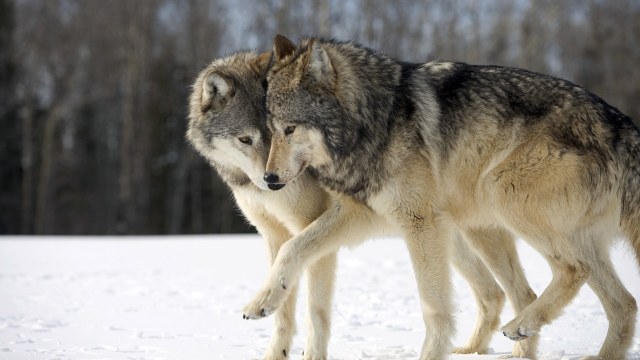 Wolves (Canis lupus) nuzzling in snow, Duluth, Minnesota, U.S.